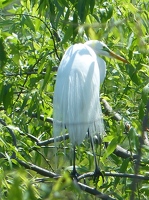 Great egret