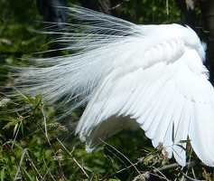 Great egret yet again