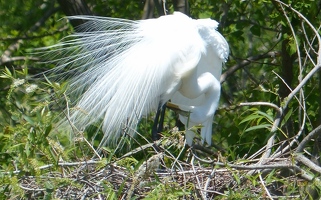 Great egret