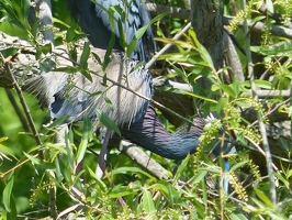 Little blue heron