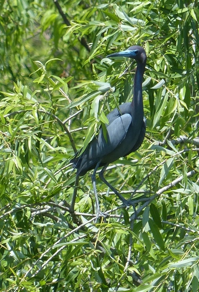 Little blue heron