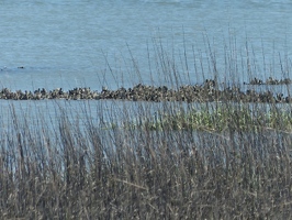 Oyster beds