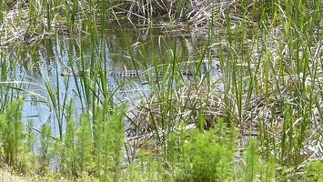 Video: Big gator