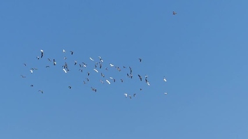 Video: Birds in flight