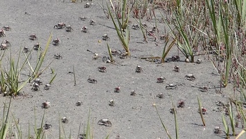 Video: Crab exodus