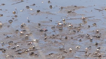 Video: Crabs in mud