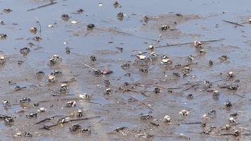 Video: Crabs in mud
