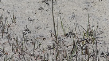 Video: Fierce crab