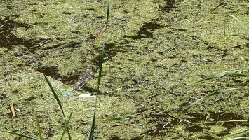 Video: Small gator