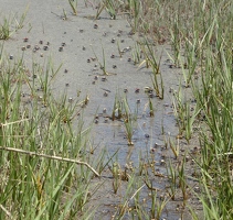 Sand fiddler crabs