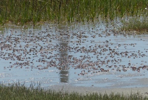 Sand fiddler crabs