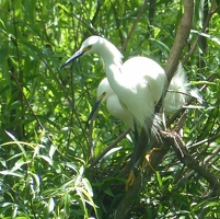 Snowy egrets on nest