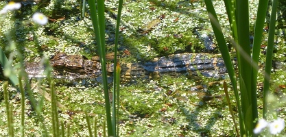 Swimming gator