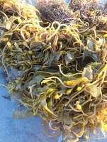 Seaweed