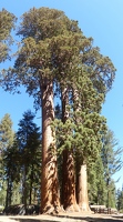 Three trees by museum