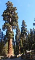 Sentinel tree