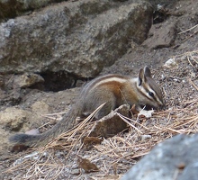 Chipmunk