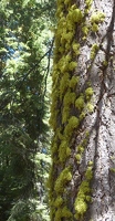 Mossy tree trunk