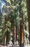 Giant tree forest