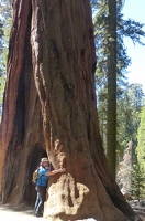Hugging another tree
