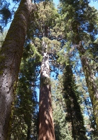 Giant tree forest
