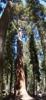 Panoramic giant tree