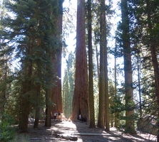 Giant tree forest