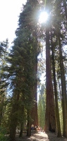 Sunlight in the giant tree forest