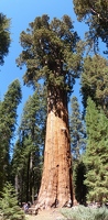 Panoramic General Sherman