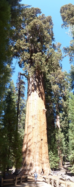 Panoramic General Sherman