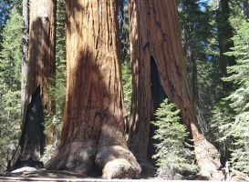 Giant tree grove