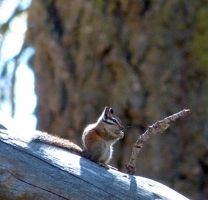 Chipmunk
