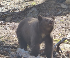 Bear