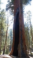 Giant tree