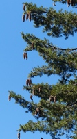 Sugar pine with lots of cones