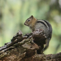 Chipmunk