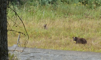 Black bear mom and cub