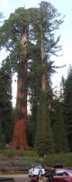 Parking lot near Grant Tree with giant trees