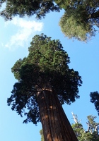 Sequoia National Park