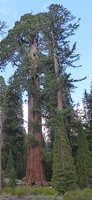 Giant trees