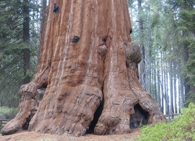 Bottom of tree