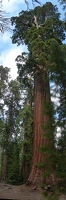 Panoramic tree photo