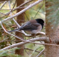 Dark-eyed junco