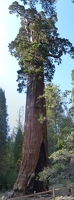 Panoramic photo of Grant Tree