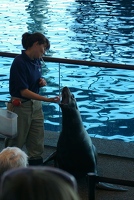 Sea lion