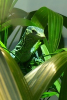 Blue tree monitor