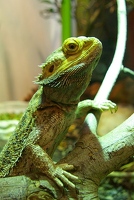 Bearded dragon