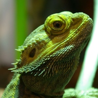 Bearded dragon