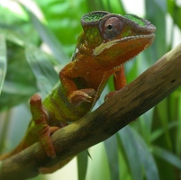 Ambilobe panther chameleon