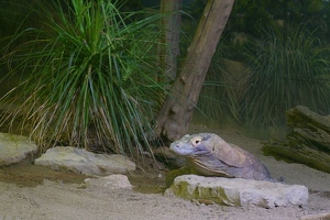 Komodo dragon